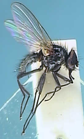 Hydrotaea albipuncta